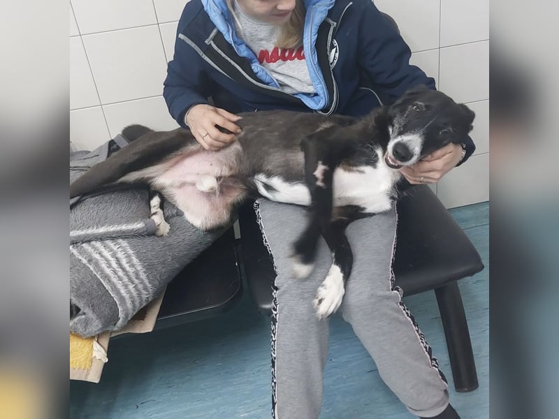 Rusko ein wahrer Engel