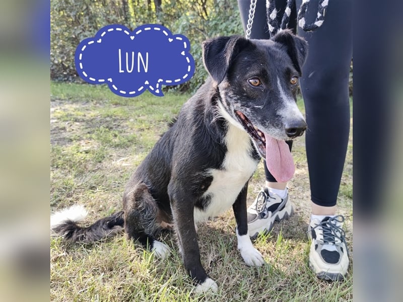 Lun wartet seit 3 Jahren im Tierheim