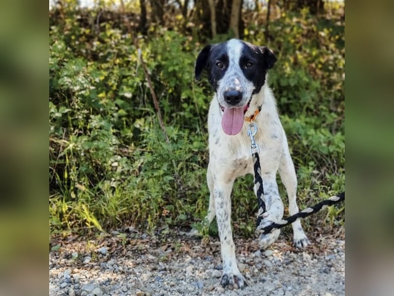 Familienhund  Eus wartet viel zu lange