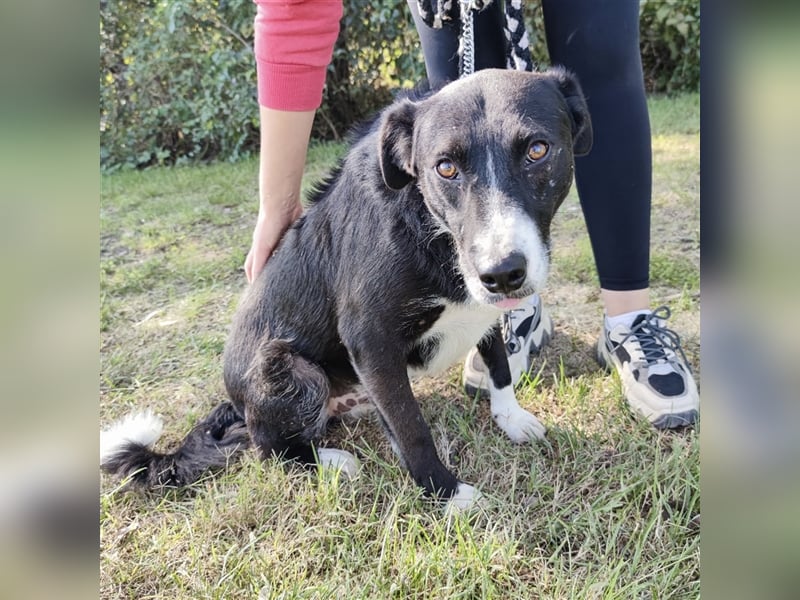 Lun wartet seit 3 Jahren im Tierheim
