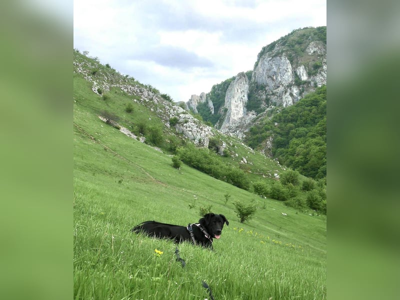 Sanfter Riese Fido hat eine Neubeschreibung