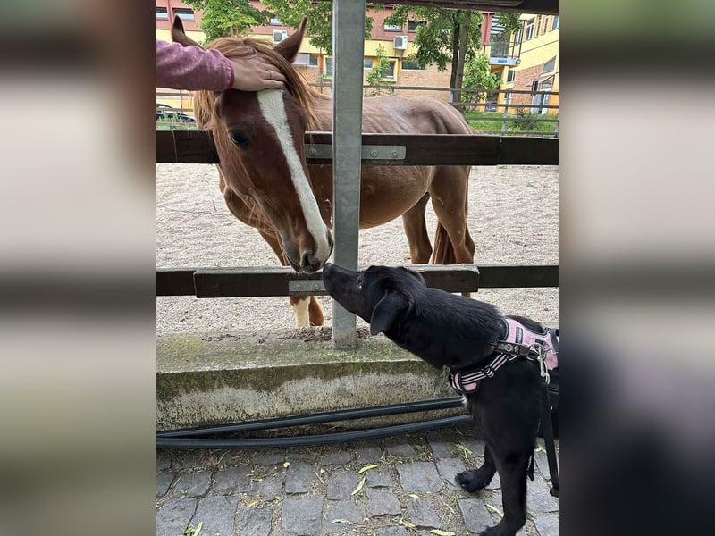 Sanfter Riese Fido hat eine Neubeschreibung