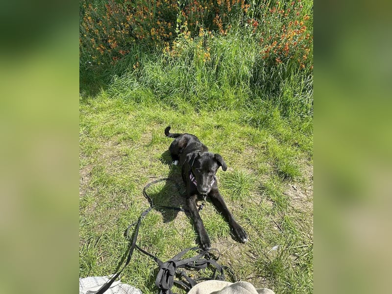 Sanfter Riese Fido hat eine Neubeschreibung