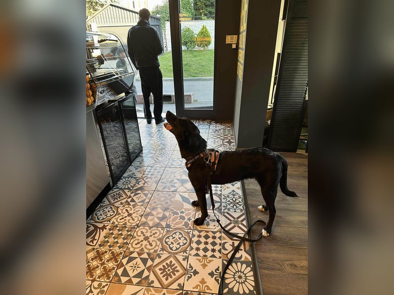Sanfter Riese Fido hat eine Neubeschreibung