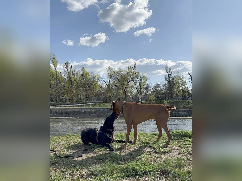 Sanfter Riese Fido hat eine Neubeschreibung