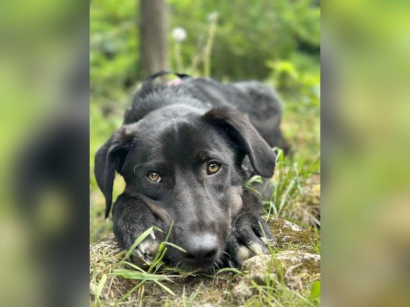 Sanfter Riese Fido hat eine Neubeschreibung