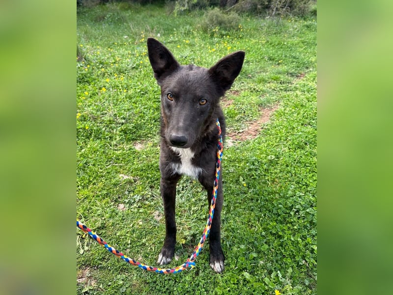 Toby ist startklar für ein neues Leben