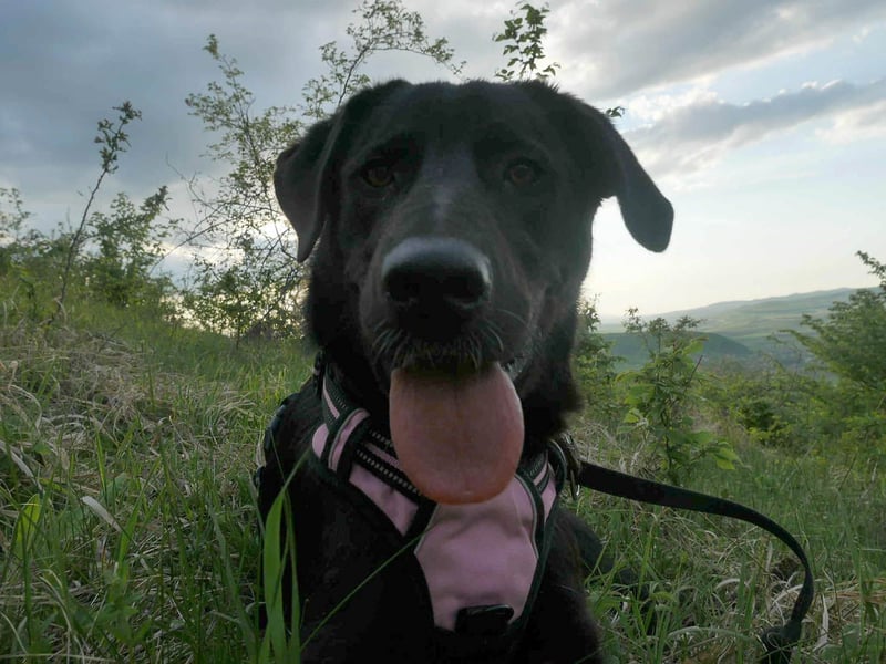 Sanfter Riese Fido hat eine Neubeschreibung