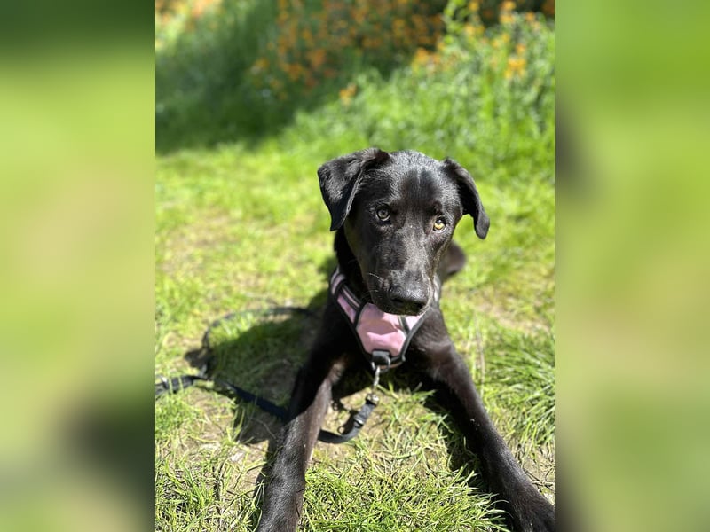 Sanfter Riese Fido hat eine Neubeschreibung
