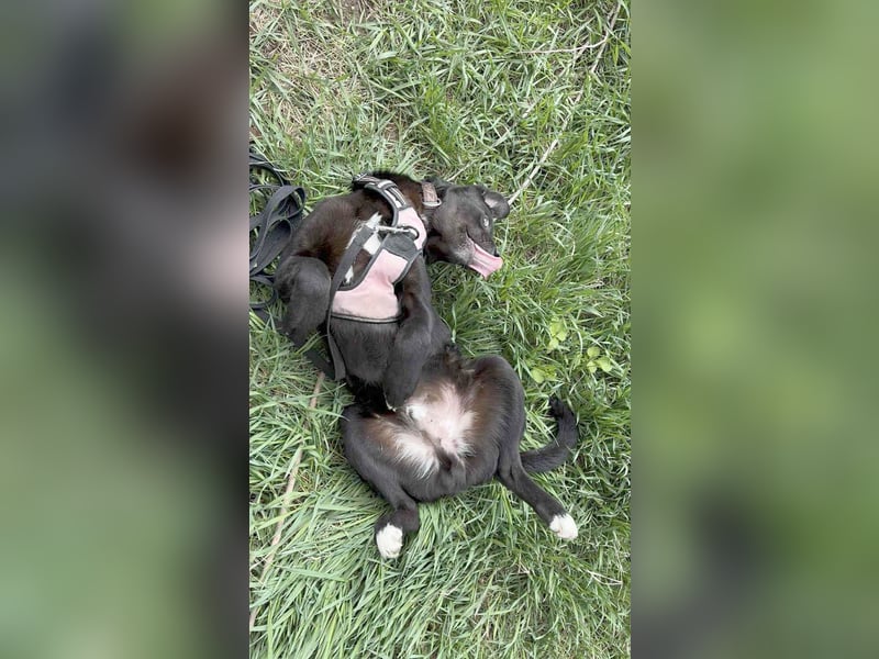 Sanfter Riese Fido hat eine Neubeschreibung