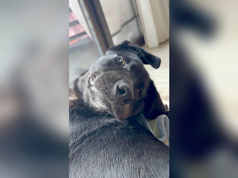 Sanfter Riese Fido hat eine Neubeschreibung