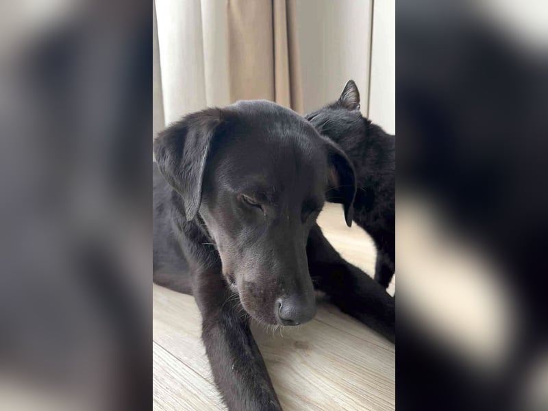 Sanfter Riese Fido hat eine Neubeschreibung
