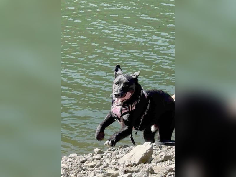 Sanfter Riese Fido hat eine Neubeschreibung