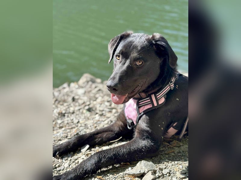 Sanfter Riese Fido hat eine Neubeschreibung
