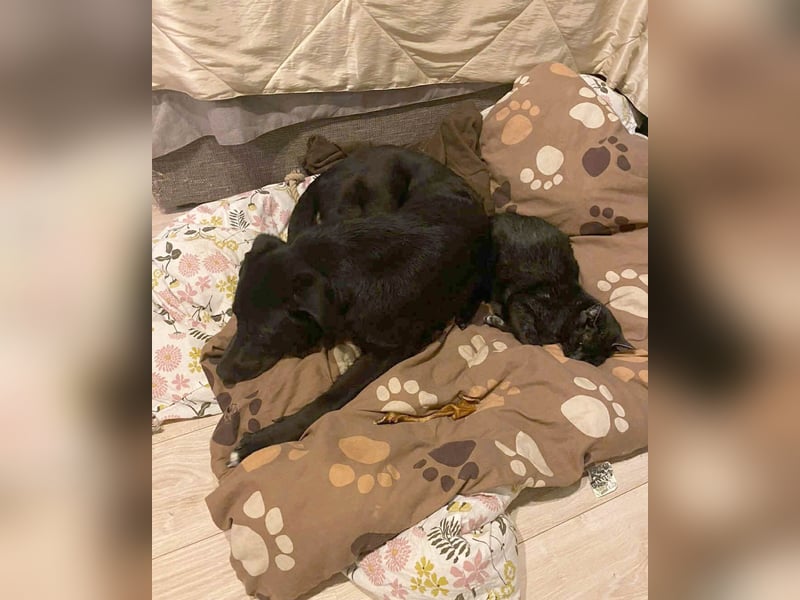 Sanfter Riese Fido hat eine Neubeschreibung