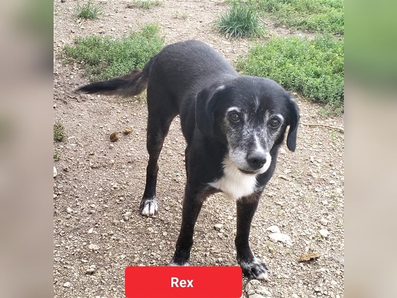 Rex