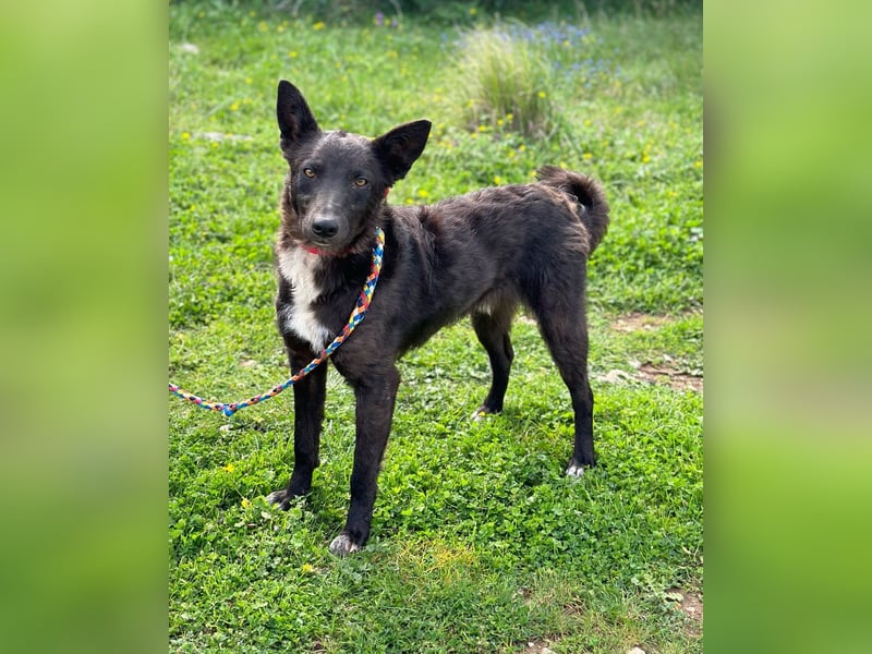 Toby ist startklar für ein neues Leben