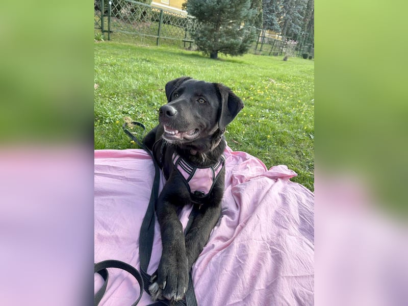 Sanfter Riese Fido hat eine Neubeschreibung