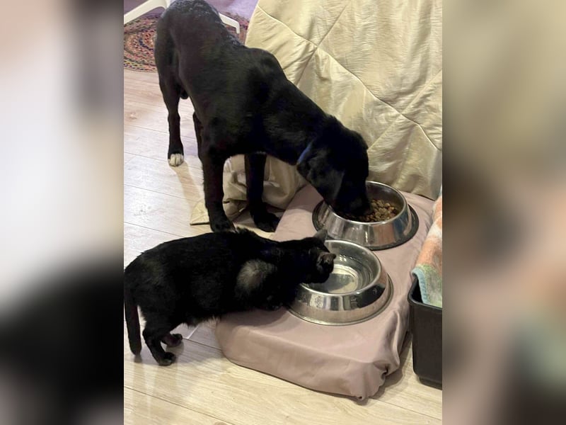Sanfter Riese Fido hat eine Neubeschreibung
