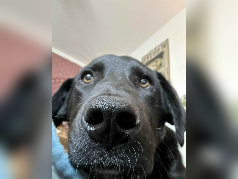Sanfter Riese Fido hat eine Neubeschreibung