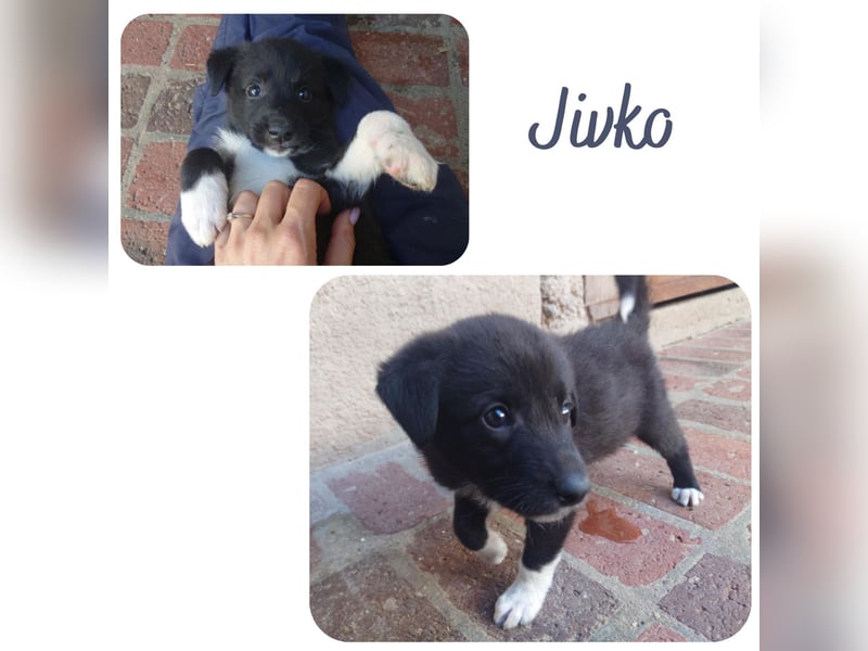 Jivko