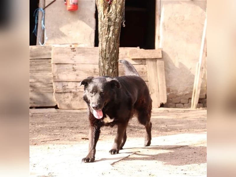 BUCI, sanfter Senior