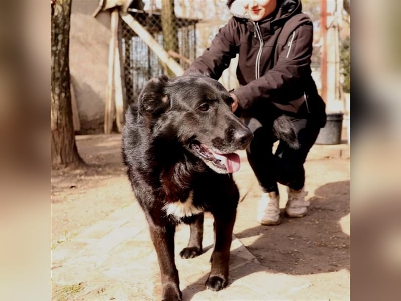 BUCI, sanfter Senior