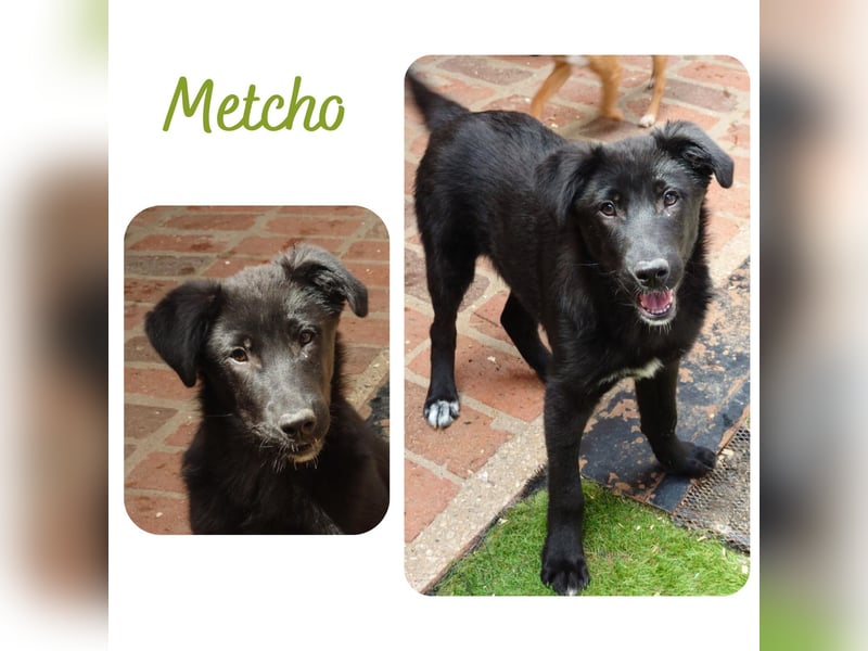 Metcho