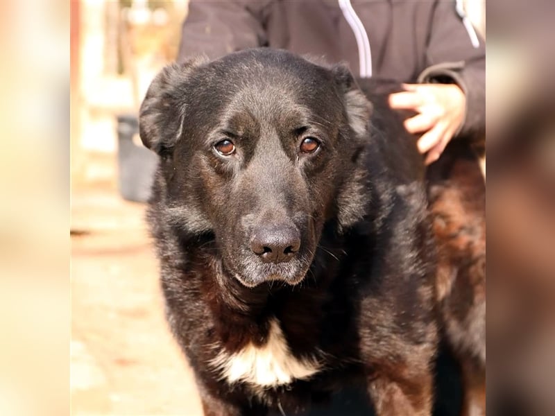 BUCI, sanfter Senior