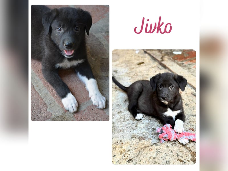 Jivko -reserviert