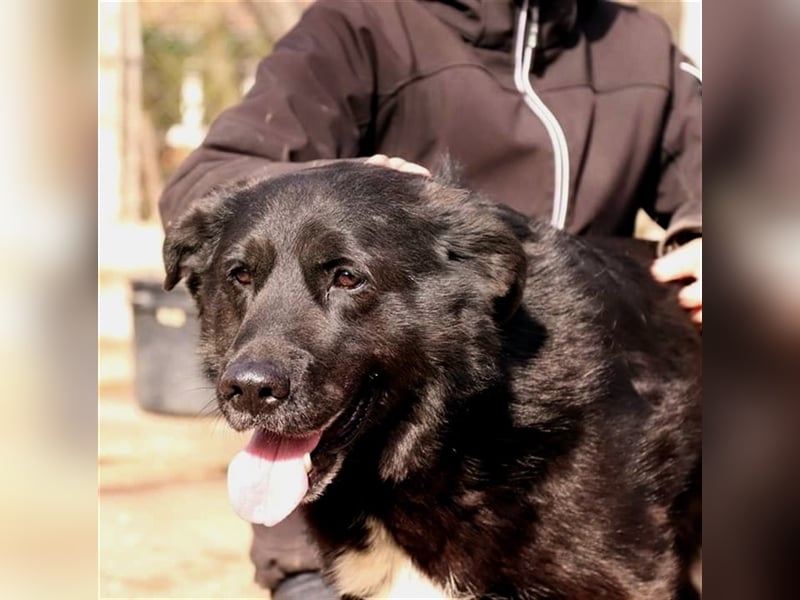 BUCI, sanfter Senior