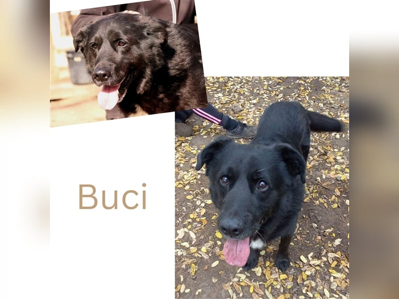 BUCI, sanfter Senior