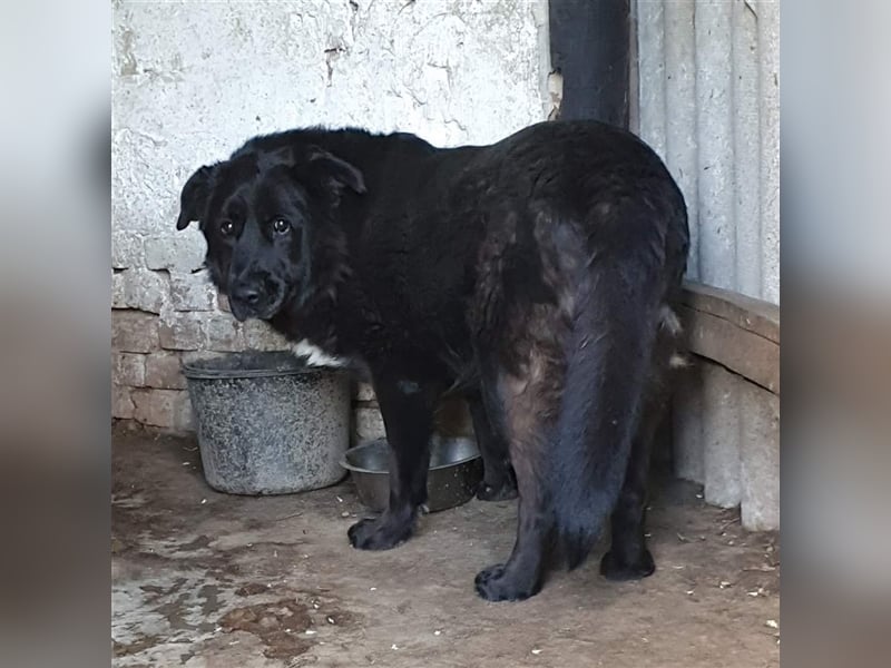 BUCI, sanfter Senior