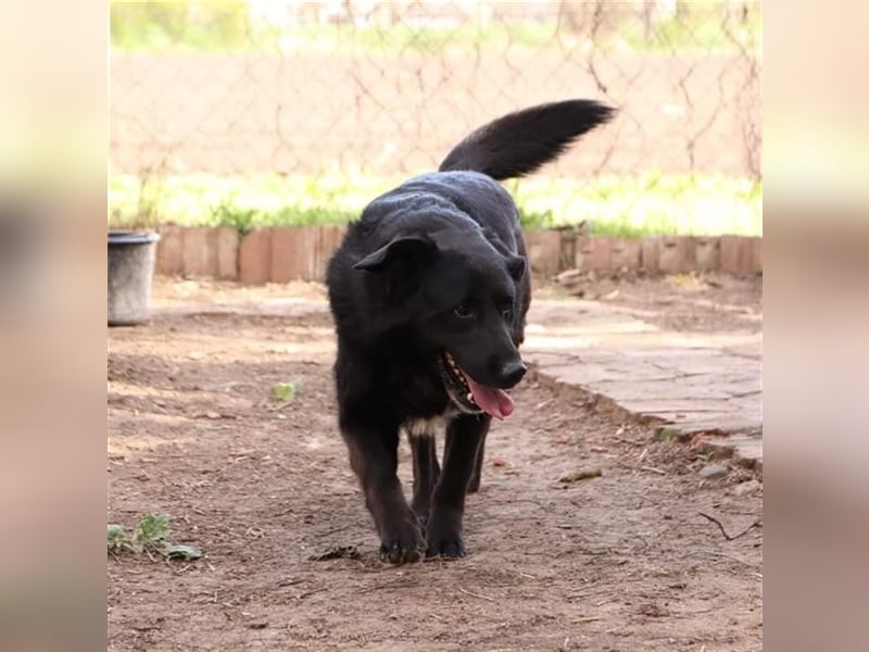 BUCI, sanfter Senior