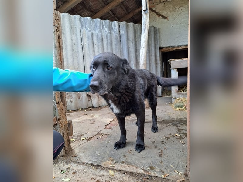 BUCI, sanfter Senior