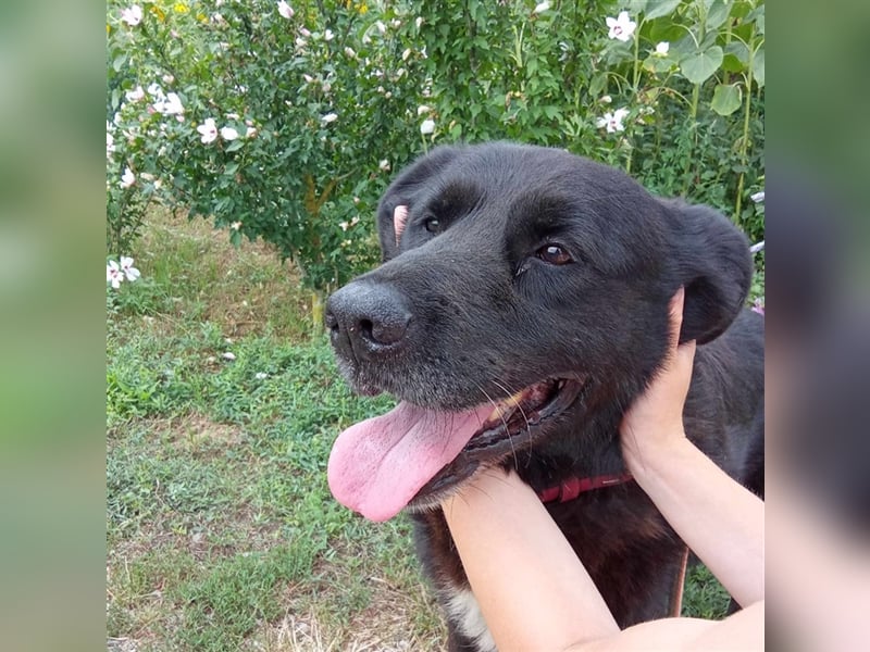 BUCI, sanfter Senior