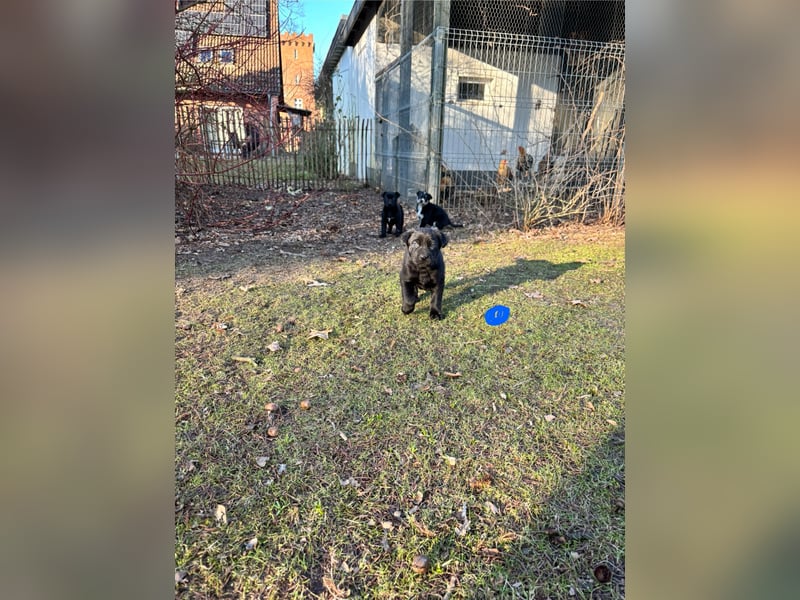 Vizslador x Schäferhund Mischling in ein liebevolles Zuhause abzugeben