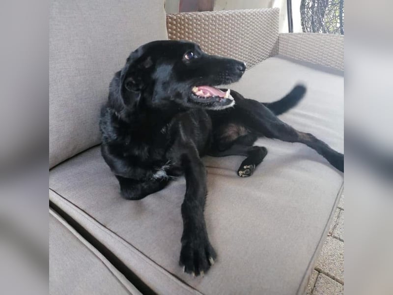 Charlie ein liebenswerter Schatz