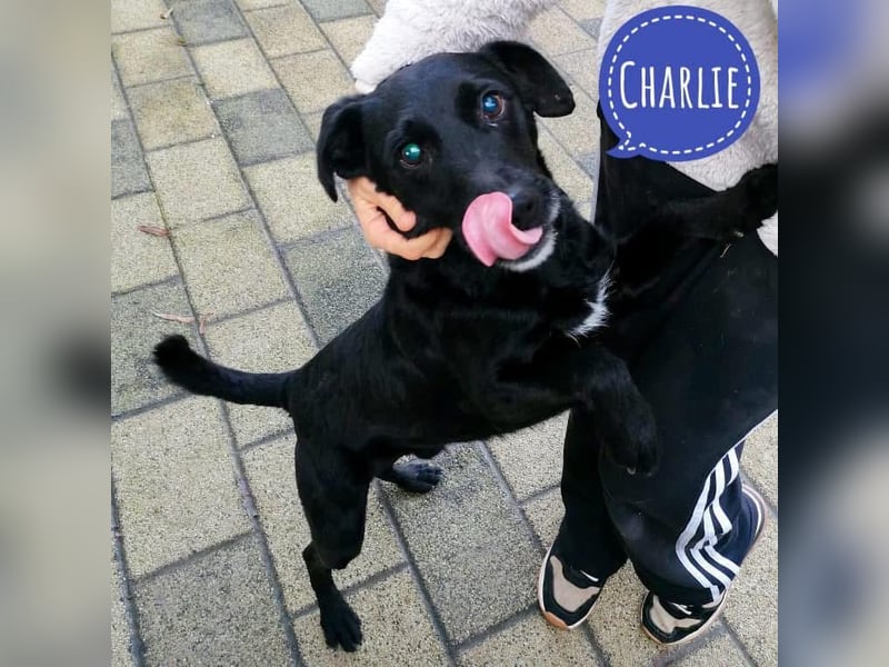 Charlie ein liebenswerter Schatz
