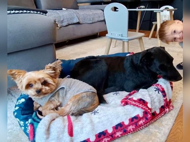 Charlie ein liebenswerter Schatz