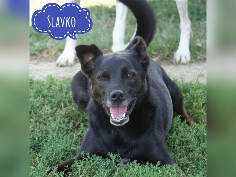 Slavko - Anfänger geeignet