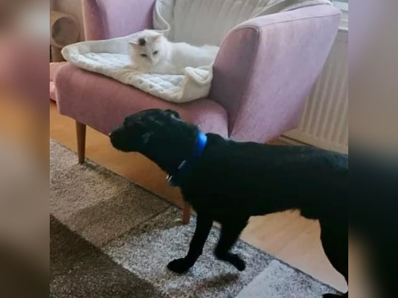 Charlie ein liebenswerter Schatz