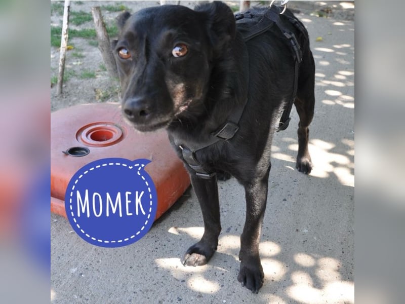 Momek ein kleiner Schatz