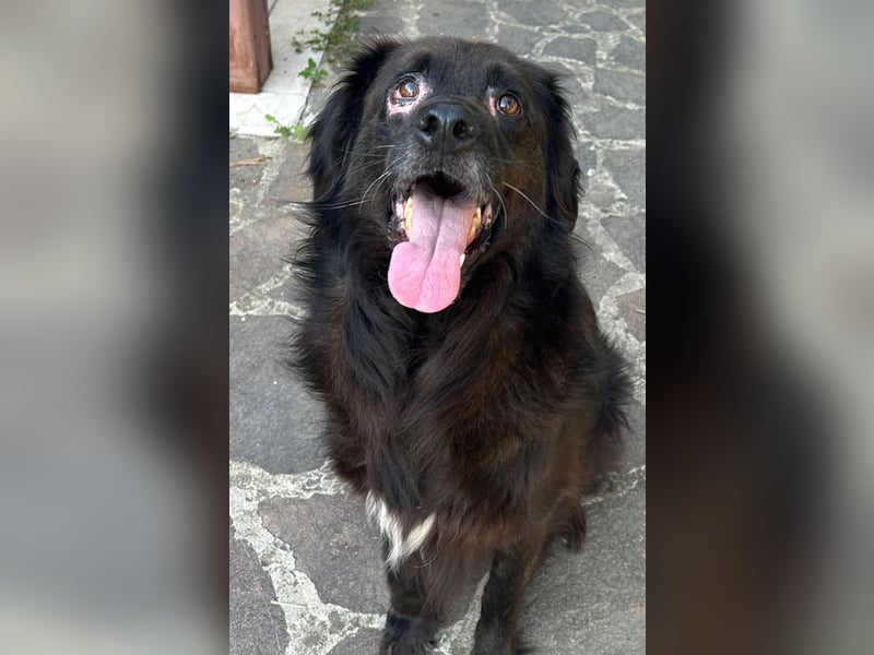 Baloo
