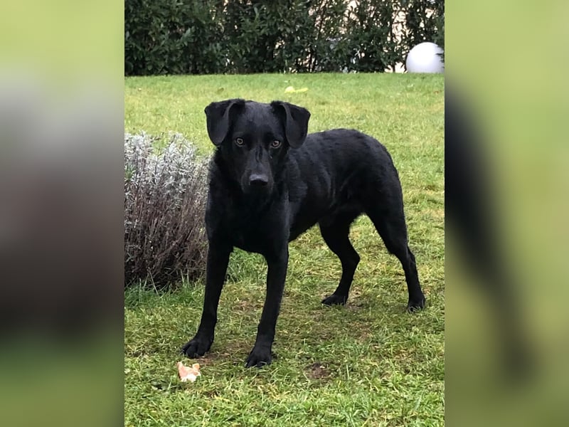 Ali – 2 Jahre jung - lieber Mitläufer sucht sein Team