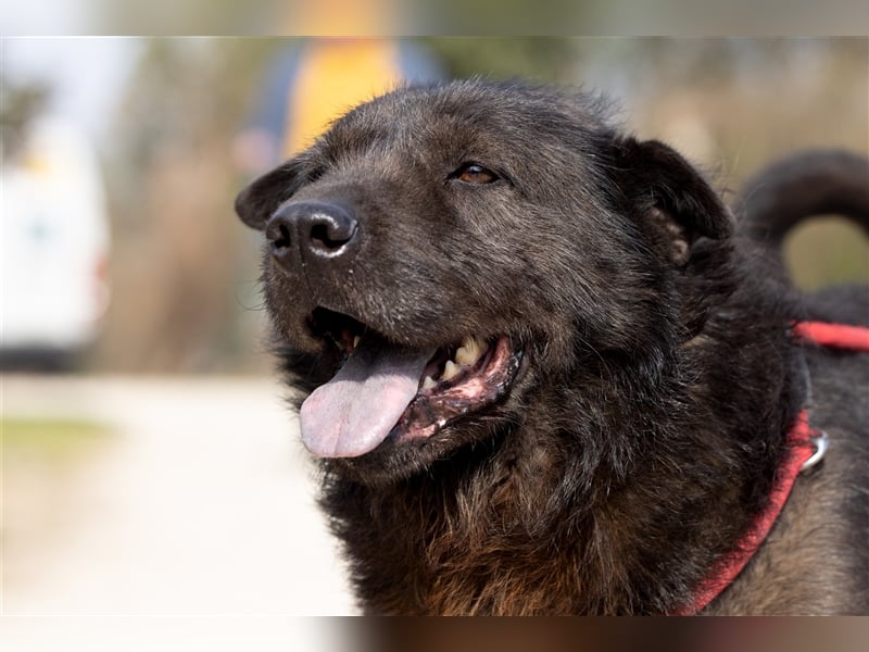 Rufus