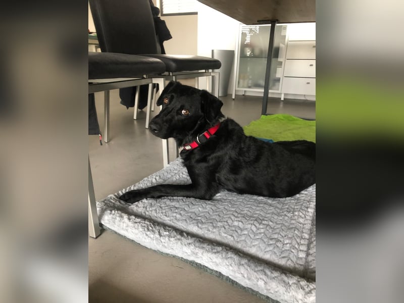Ali – 2 Jahre jung - lieber Mitläufer sucht sein Team