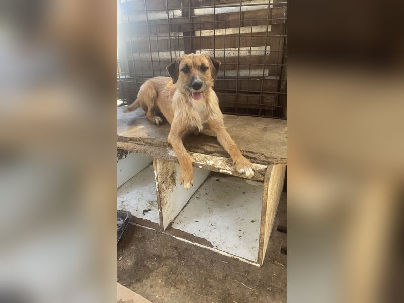 Junghund Dzesi sucht liebevolles Zuhause
