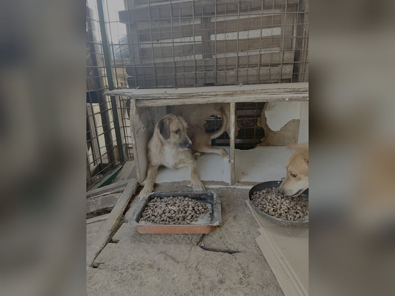 Junghund Dzesi sucht liebevolles Zuhause