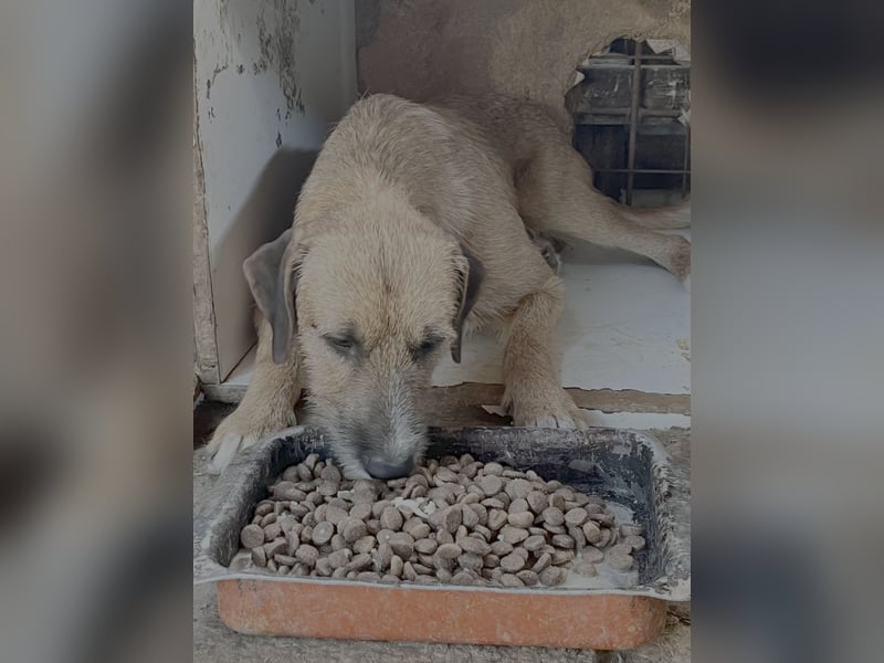 Junghund Dzesi sucht liebevolles Zuhause